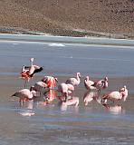 BOLIVIA 2 - Ruta de Las Joyas - Laguna Hedionda - Flamencos - 09